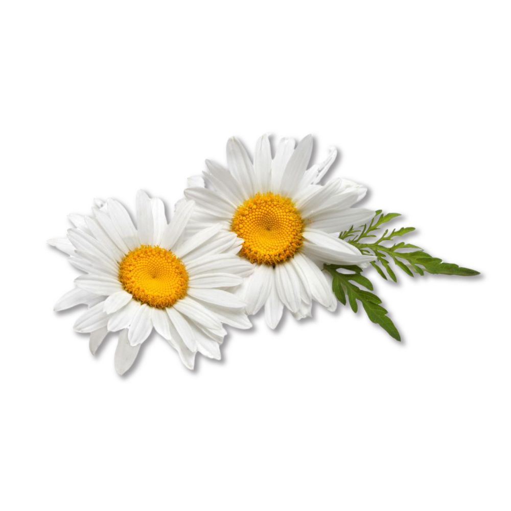 Roman chamomile essential oil organic