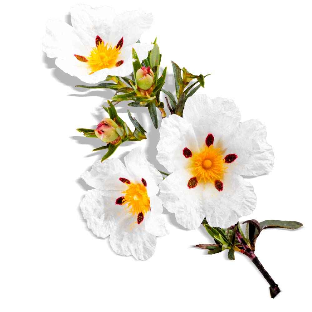 Cistus (Rock rose / Labdanum) essential oil organic