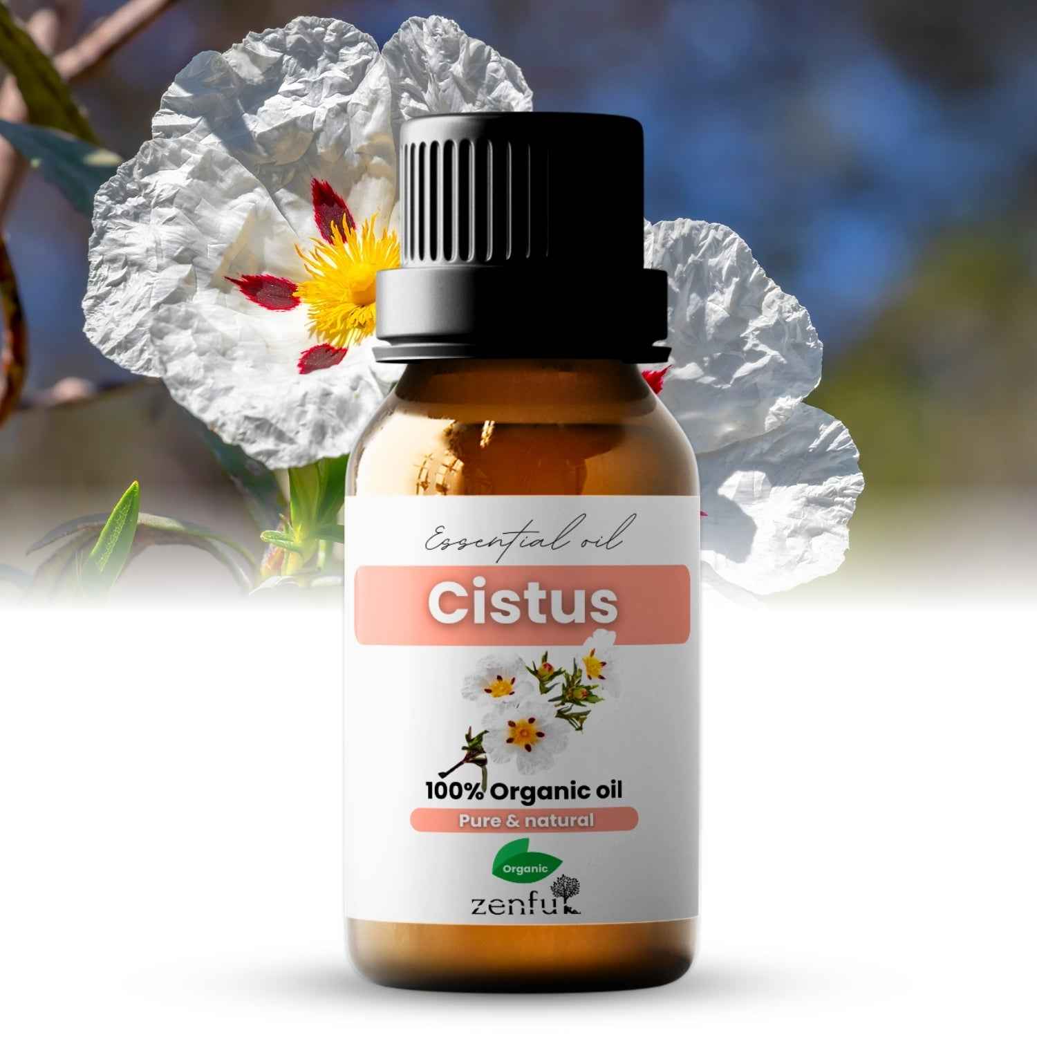 Cistus (Rock rose / Labdanum) essential oil organic
