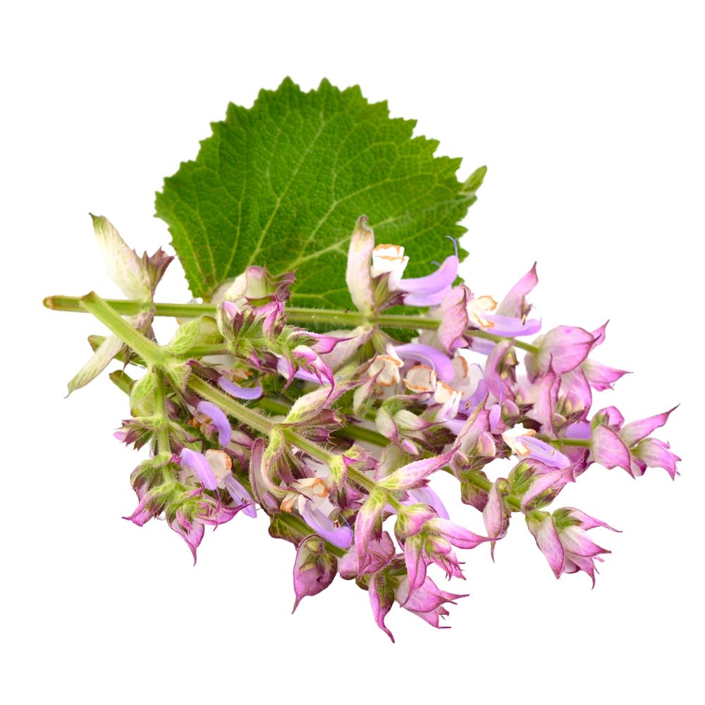 Clary sage oil organic