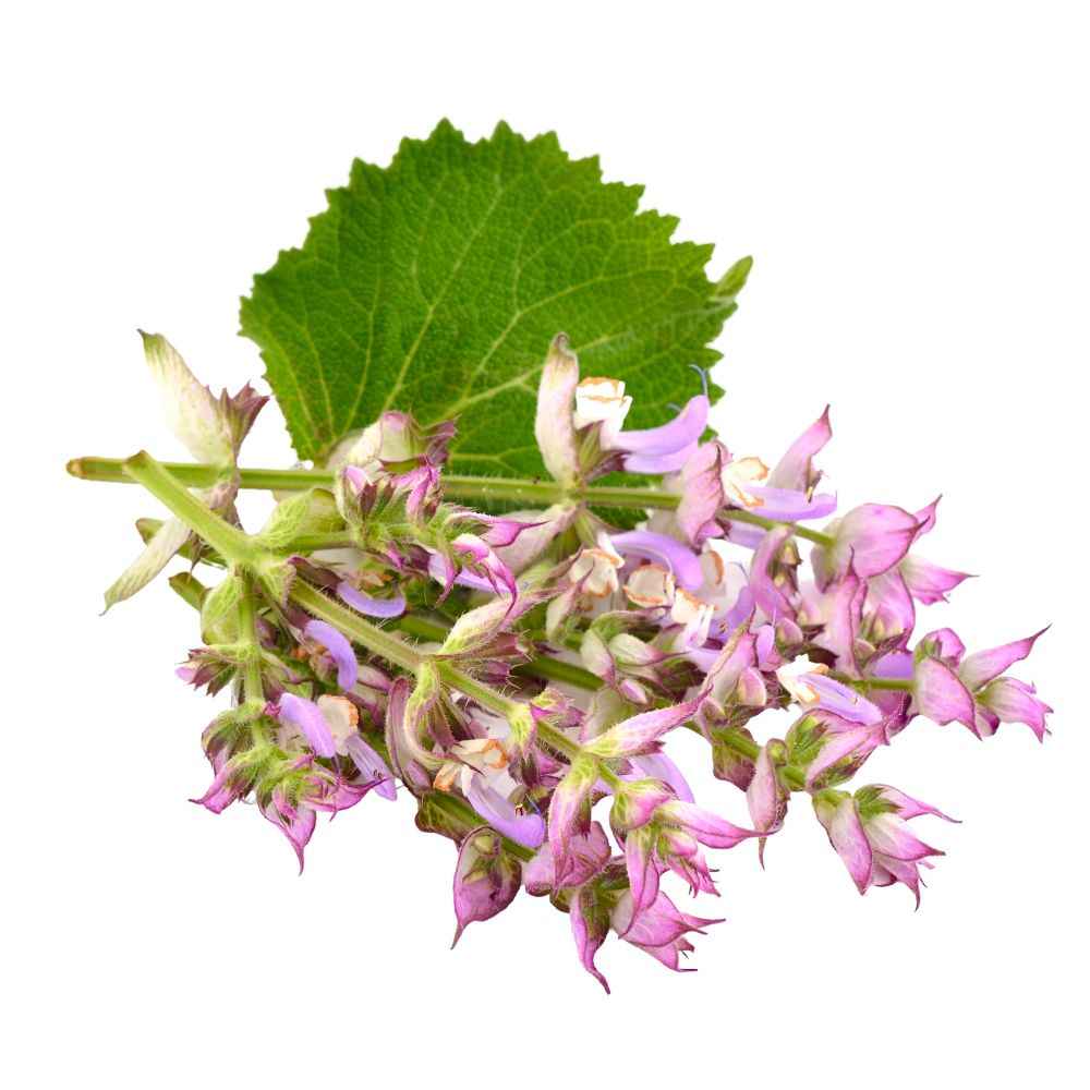 Clary sage oil organic