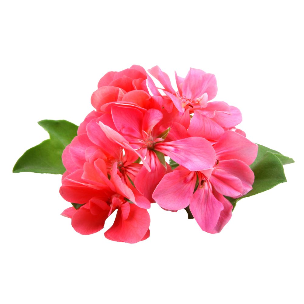 Geranium essential oil organic