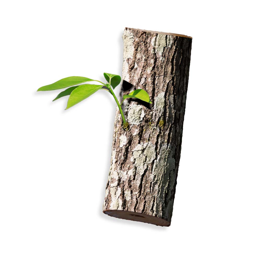 Ho wood essential oil organic