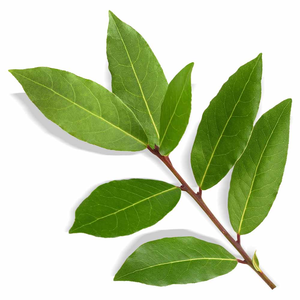 Biologische laurierolie (blad)