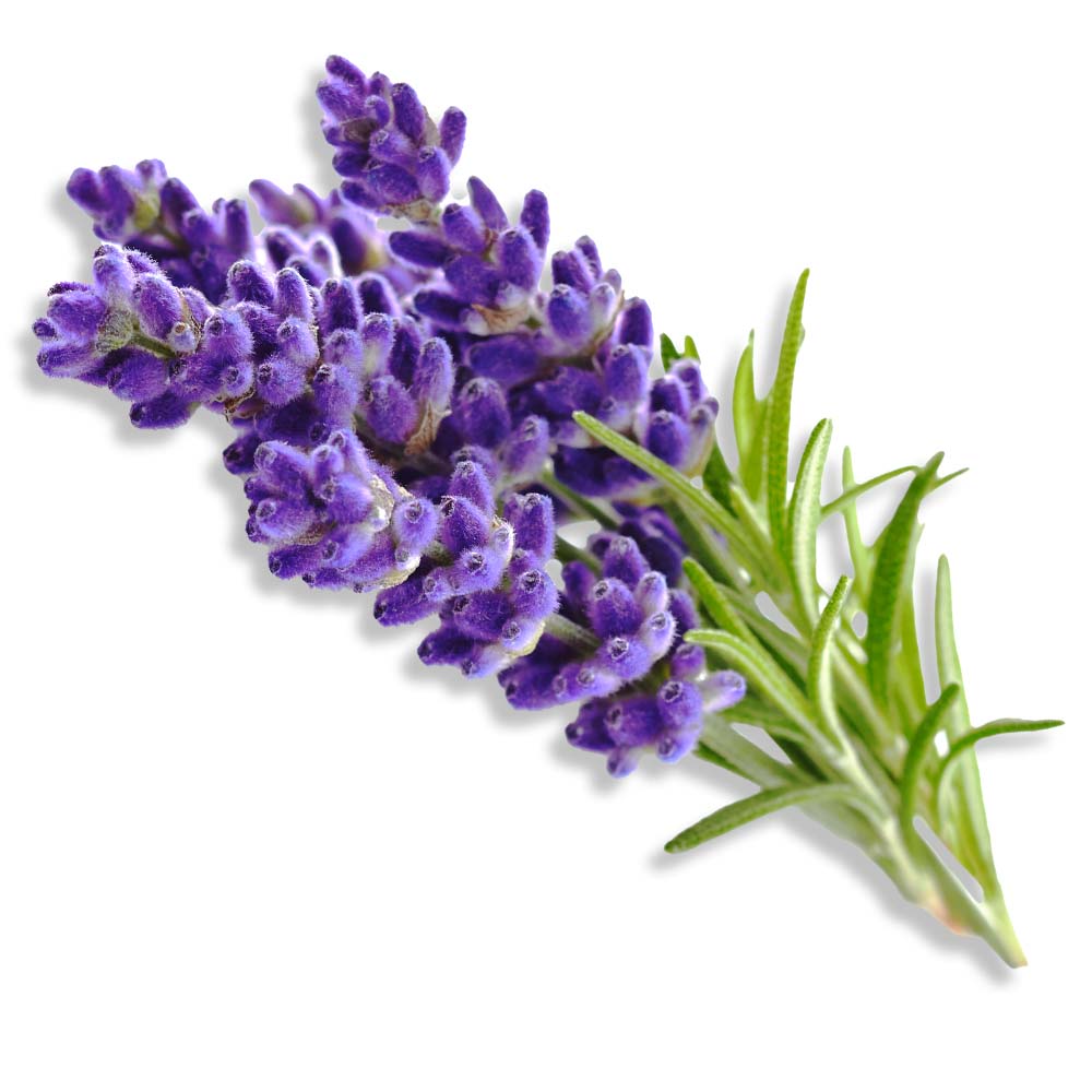 Bulgaarse lavendel etherische olie biologisch