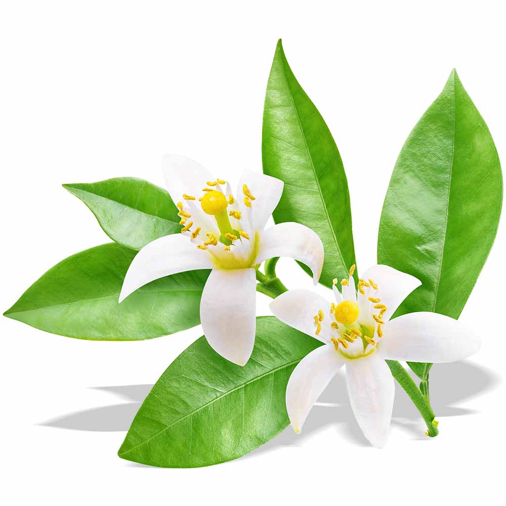 Neroli (Orange blossom) essential oil organic