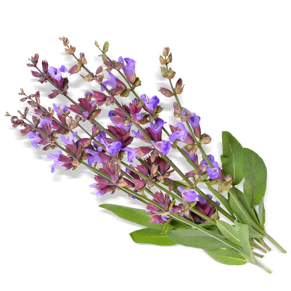 Biologische salieolie