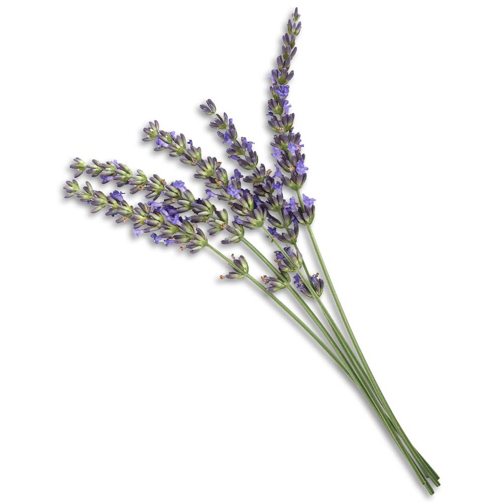 Spike lavender oil organic