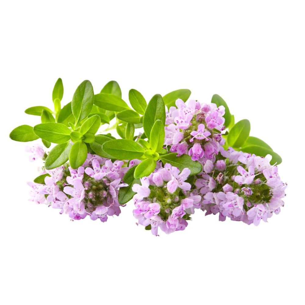 Biologische etherische olie van tijm