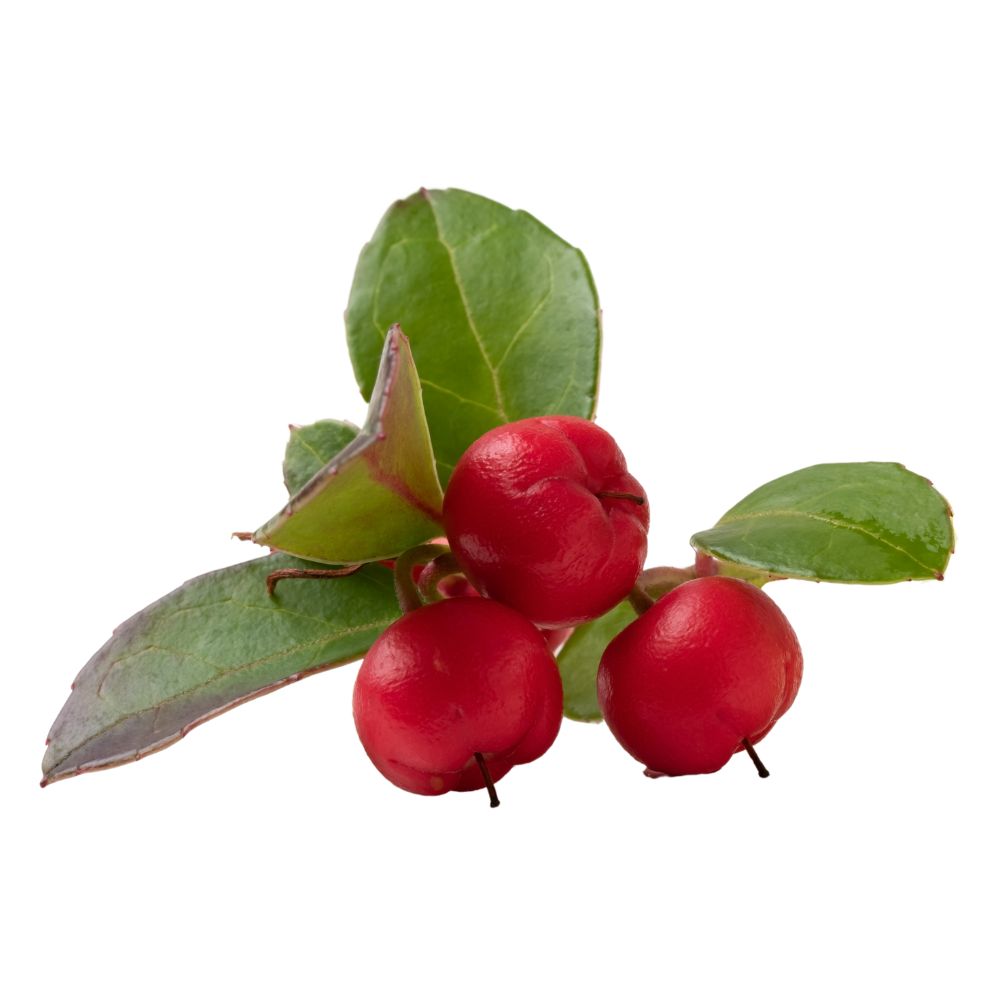 Wintergreen olie biologisch