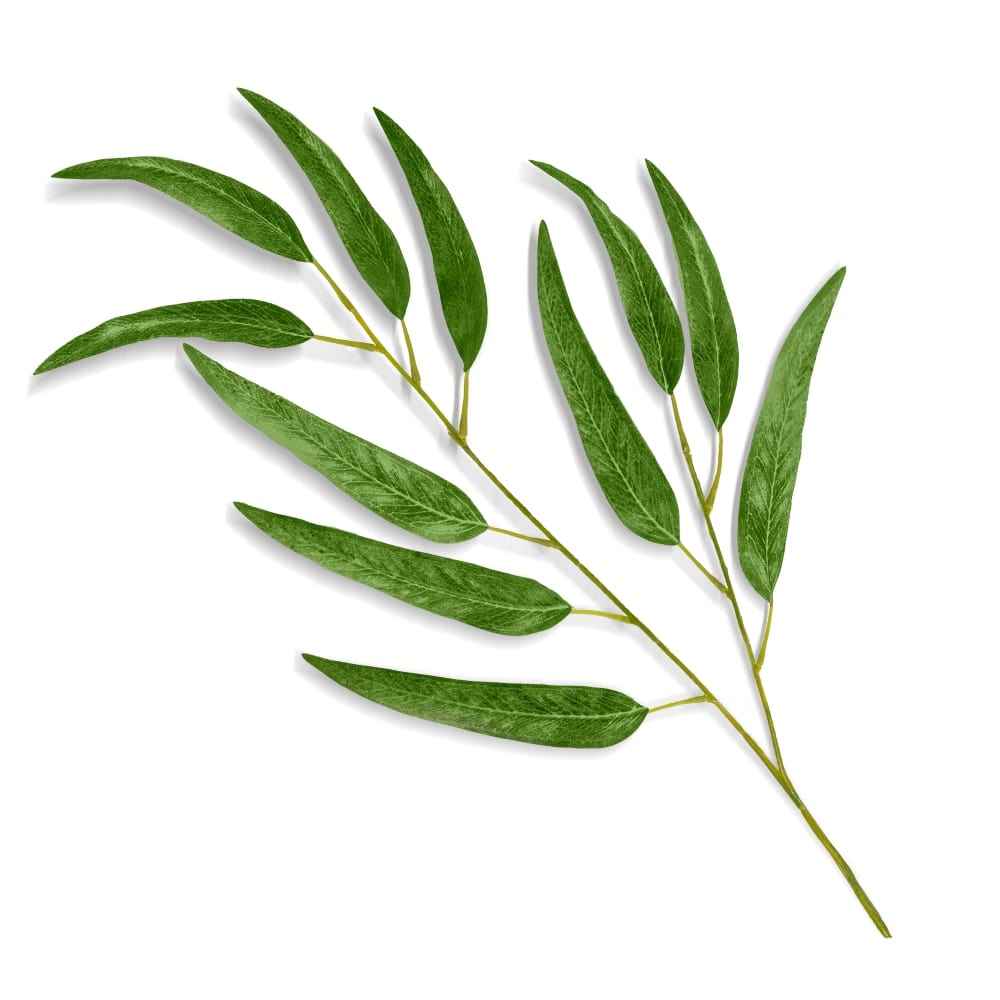 Eucalyptus oil organic