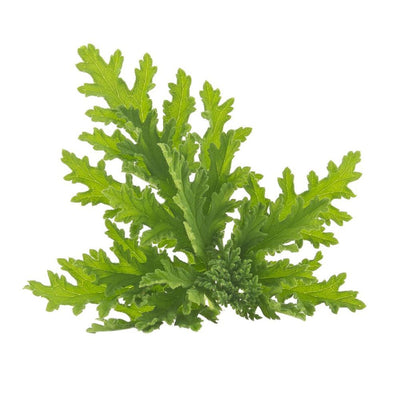 Citronella (Java) olie biologisch