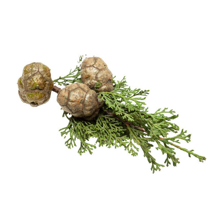 Cypress oil organic