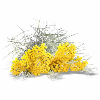 Helichrysum essential oil organic
