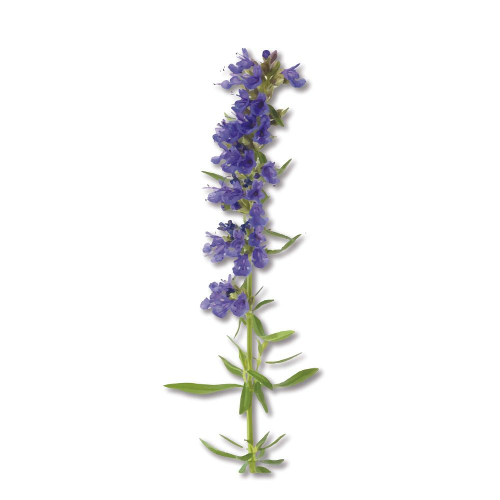 Hyssop essential oil organic