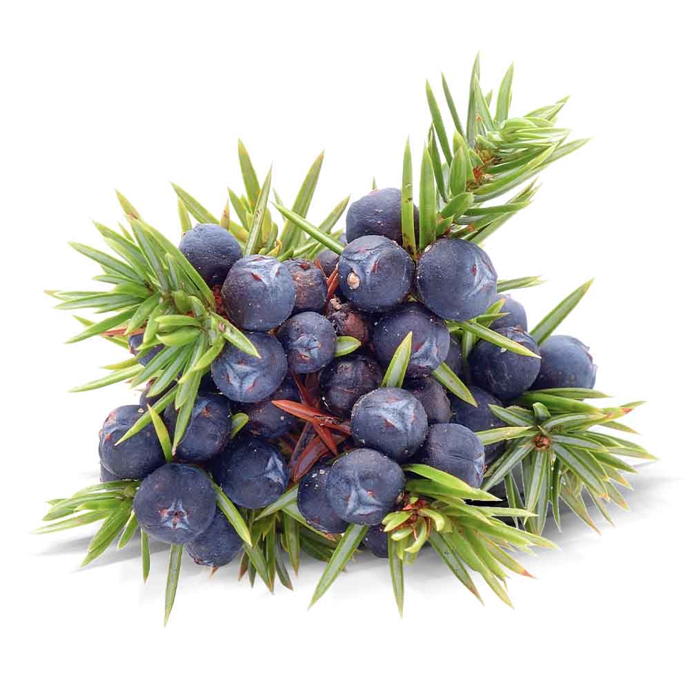 Juniper berry essential oil organic