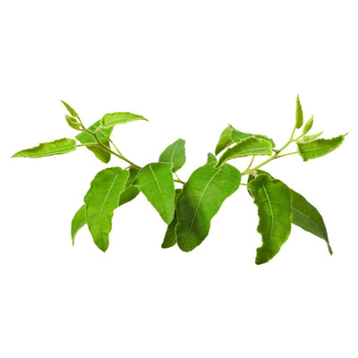 Biologische citroen-eucalyptusolie