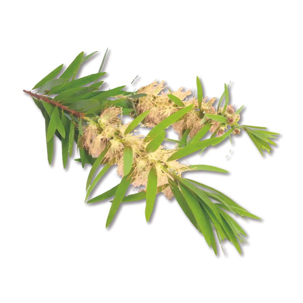 Naouli oil organic