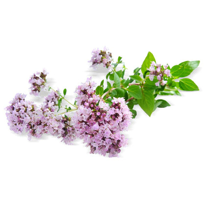 Biologische oregano-olie 