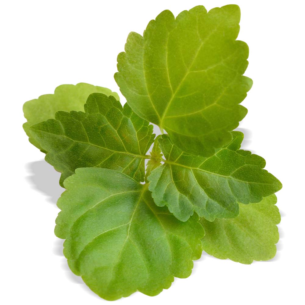 Patchouli oil organic