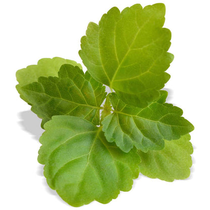 Biologische patchouli-olie 