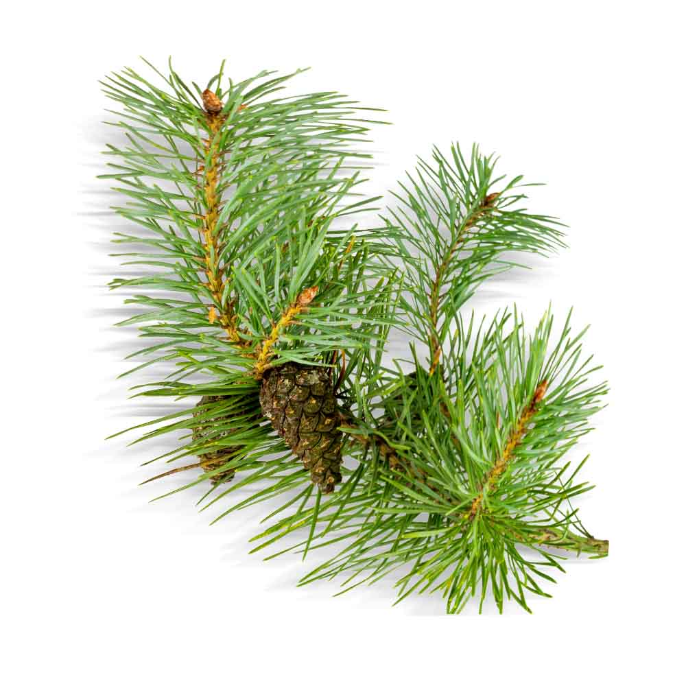 Pine essential oil organic