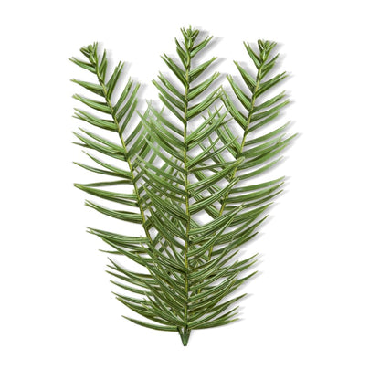 Rosemary oil organic