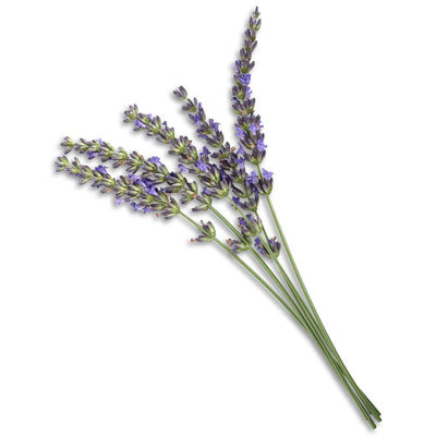 Spike lavender oil organic