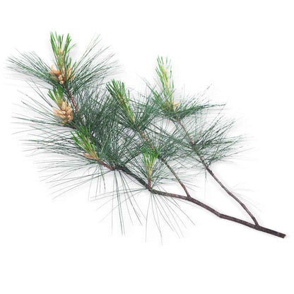 Zwitserse steenpijnboom etherische olie biologisch 