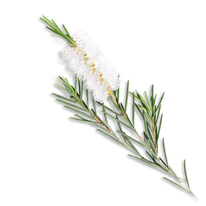 Tea tree oil organic