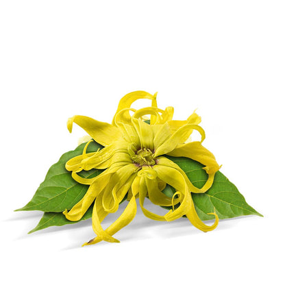 Biologische etherische olie van ylang-ylang 