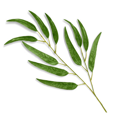 Eucalyptusolie biologisch 